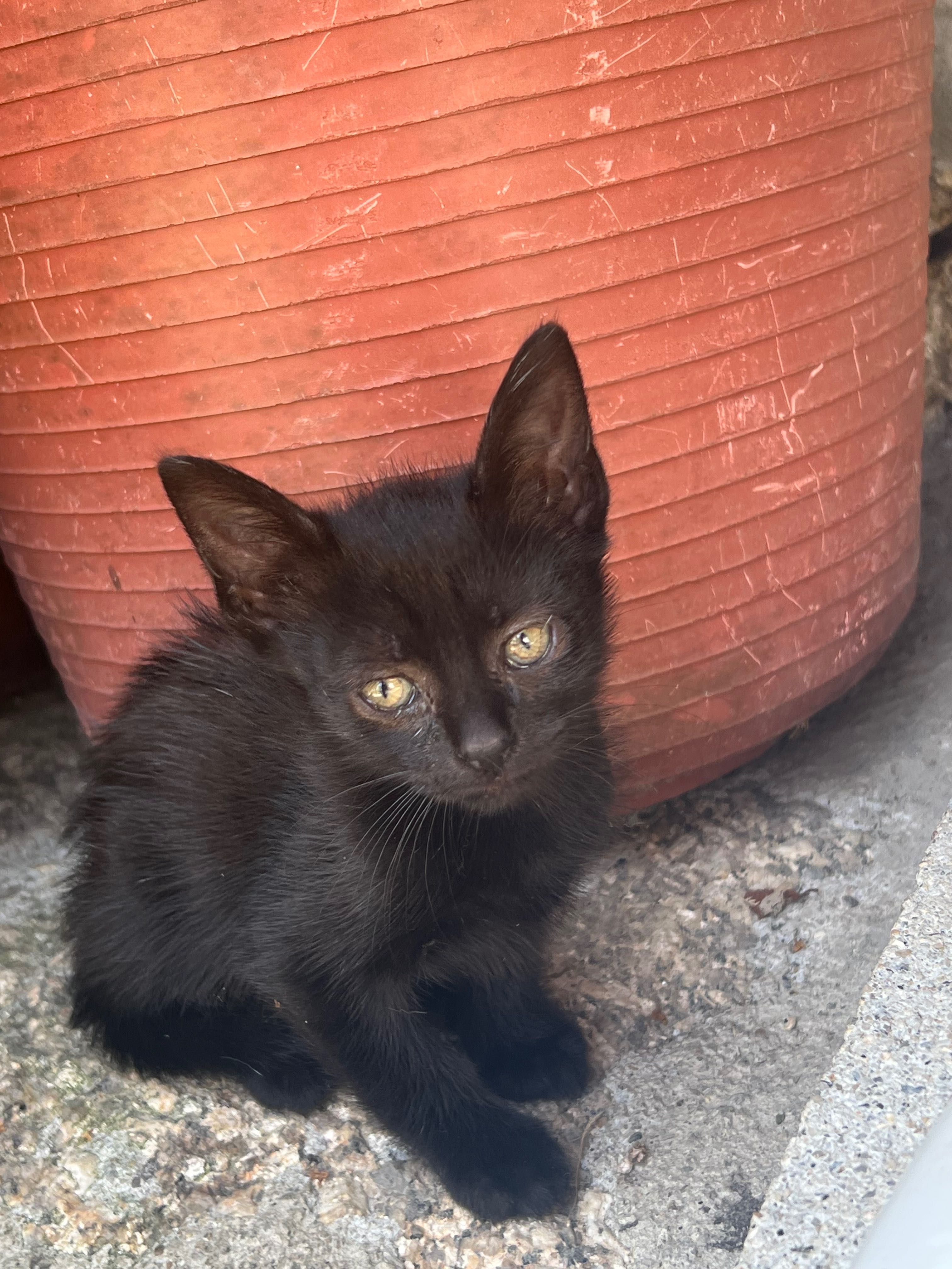 Animais para adoção
