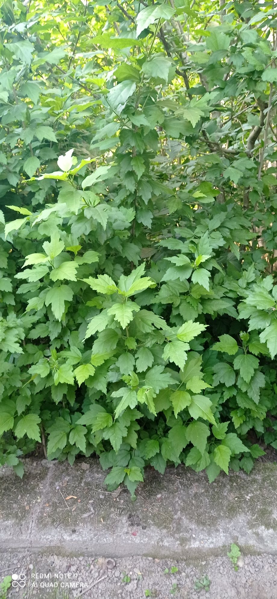 Hibiskus ketmia ogrodowa