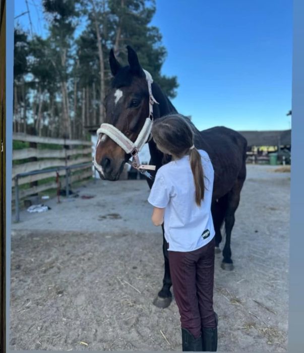 Na sprzedaż wałach Modrak