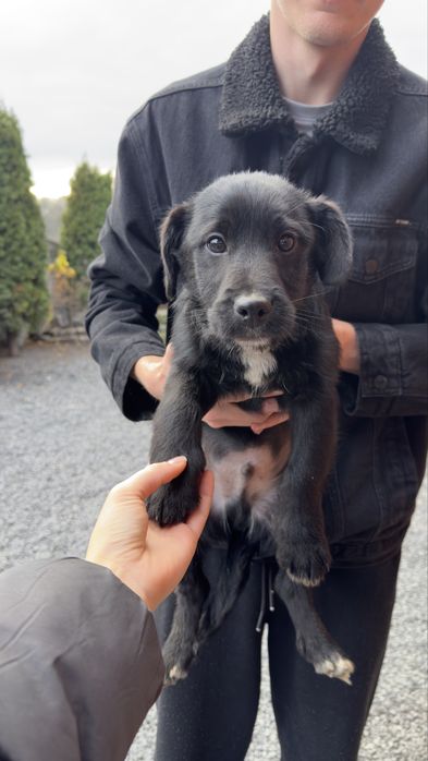 Do oddania dwa psiaki