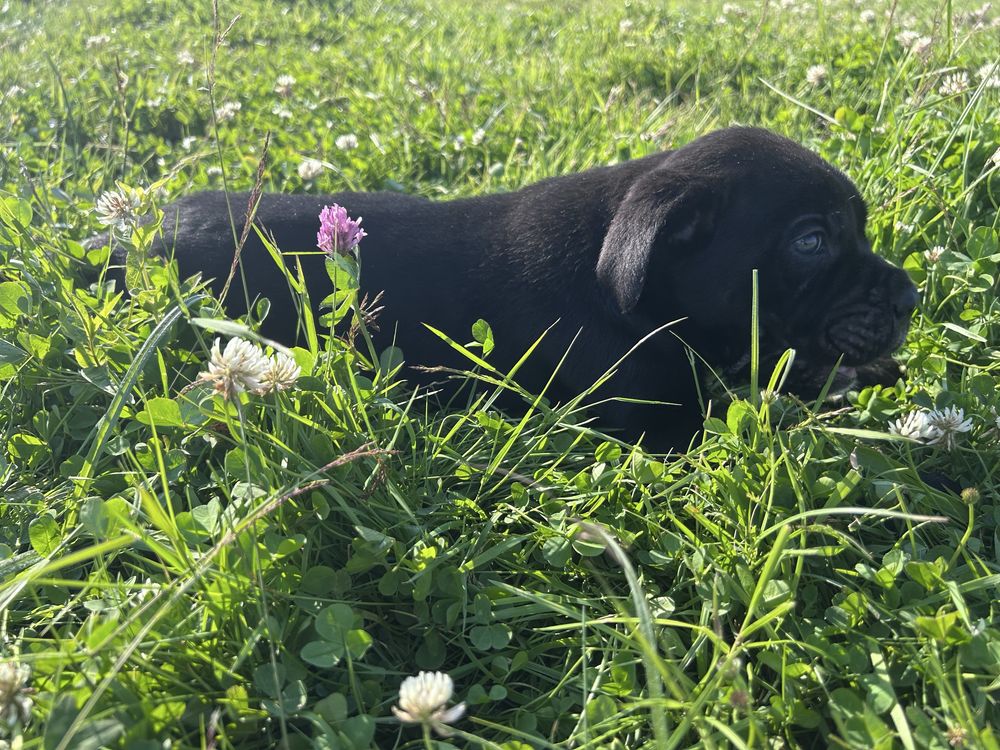 Szczenie cane corso do odbioru pochodzenie FCI