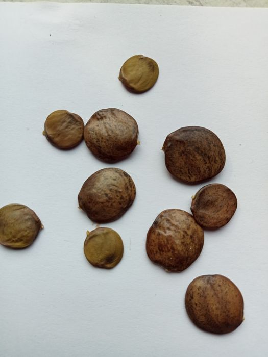 Глициния Блю-сапфир