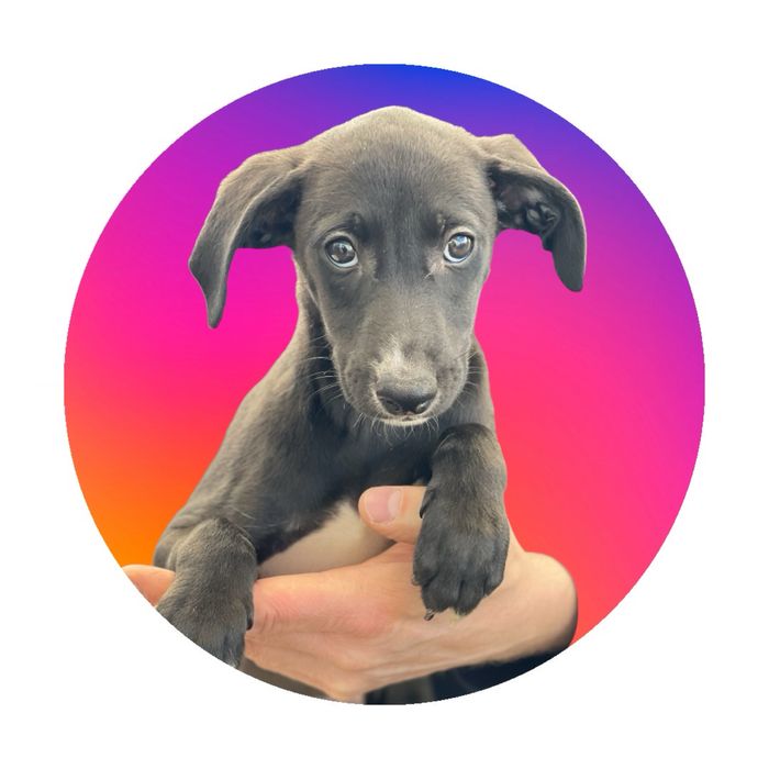 Whippet chart angielski ZKwP ekstra black color Revirado FCI