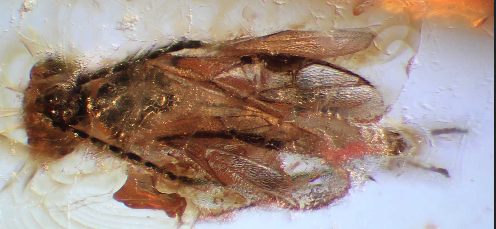 Bursztyn z 3 osami !! Hymenoptera  błonkówki  na wisor lub broszkkę.
