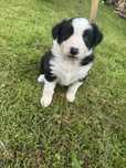 Suczka Border Collie