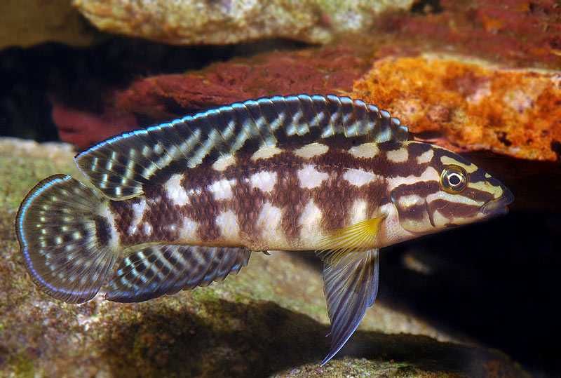 GB TANGANIKA Naskalnik Marliera, Julidochromis Marlieri - dowóz ryb!