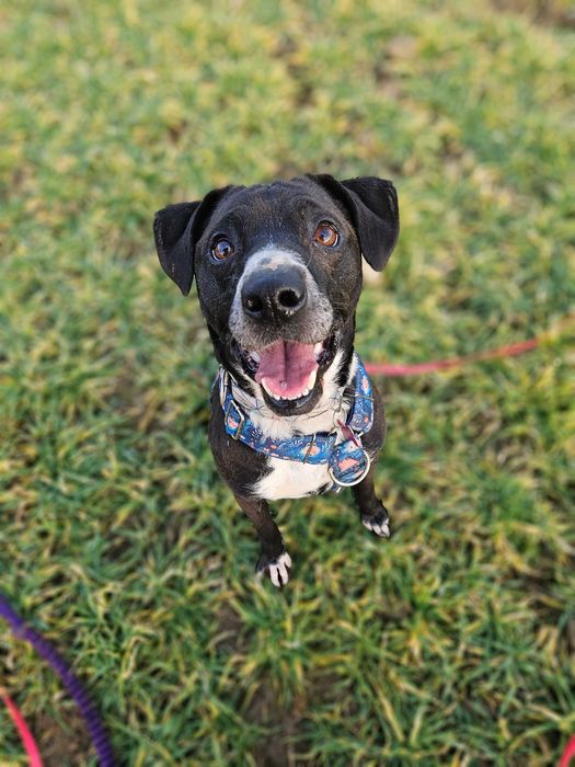 Merry szuka domu jako jedynaczka