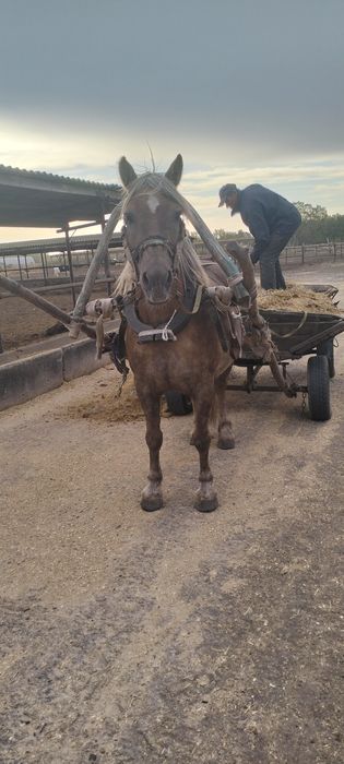 Продам робочу молоду кобилу жеребна від гарного жерепця
