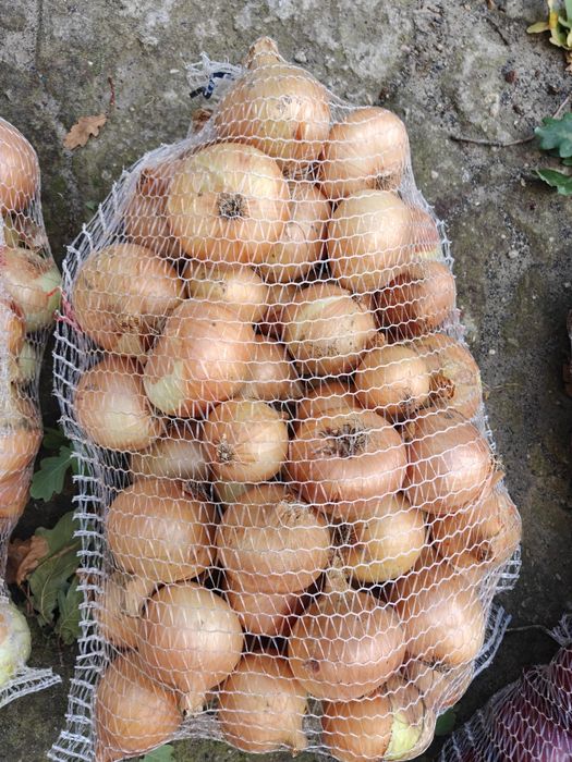 Cebula żółta i czerwona