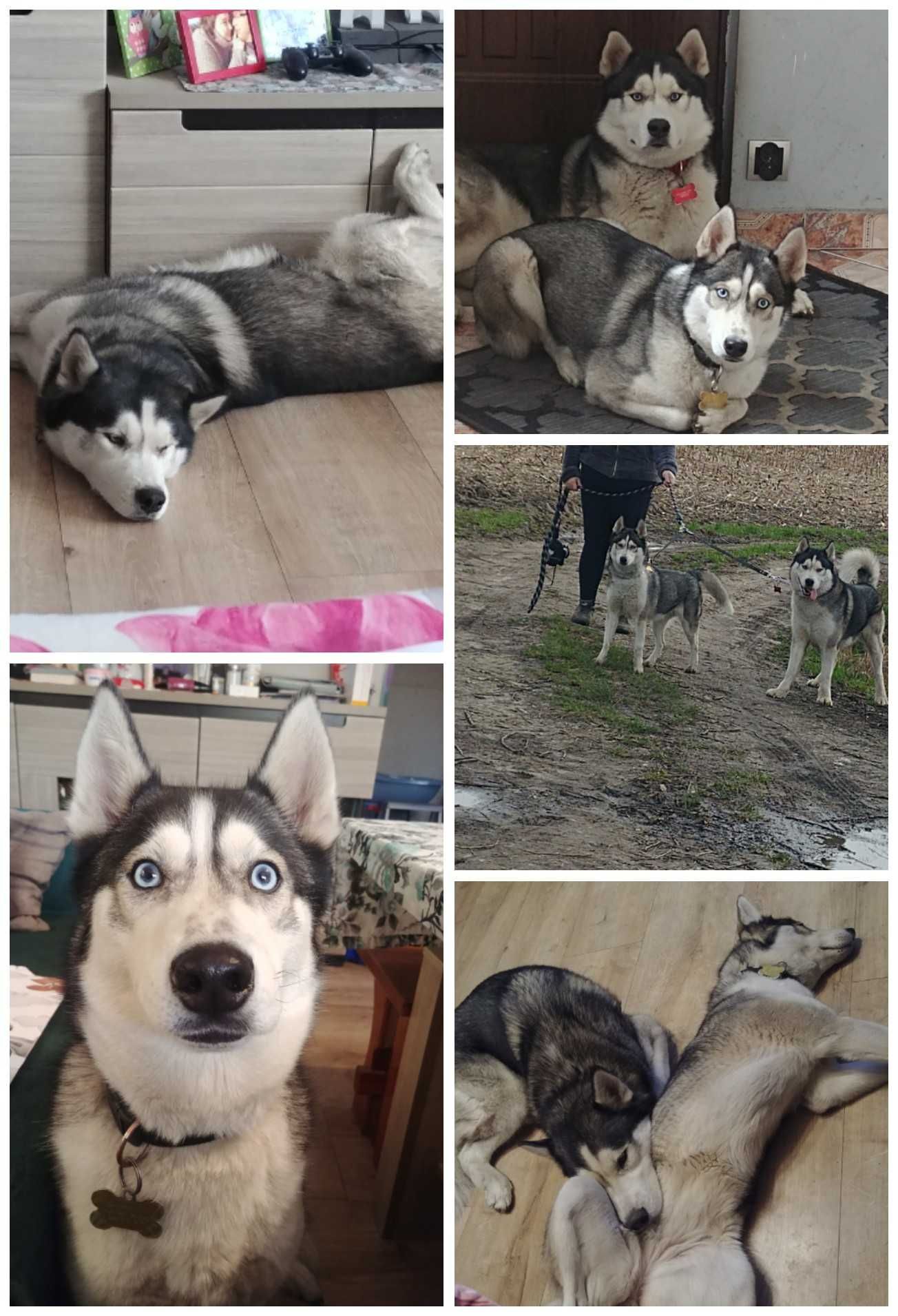 Syberian husky szczenięta