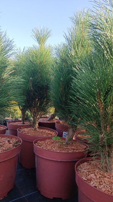 Сосна чорна Грін Тауер