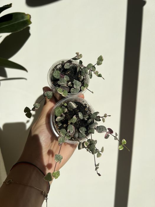 Церопегія варієгатна горщик