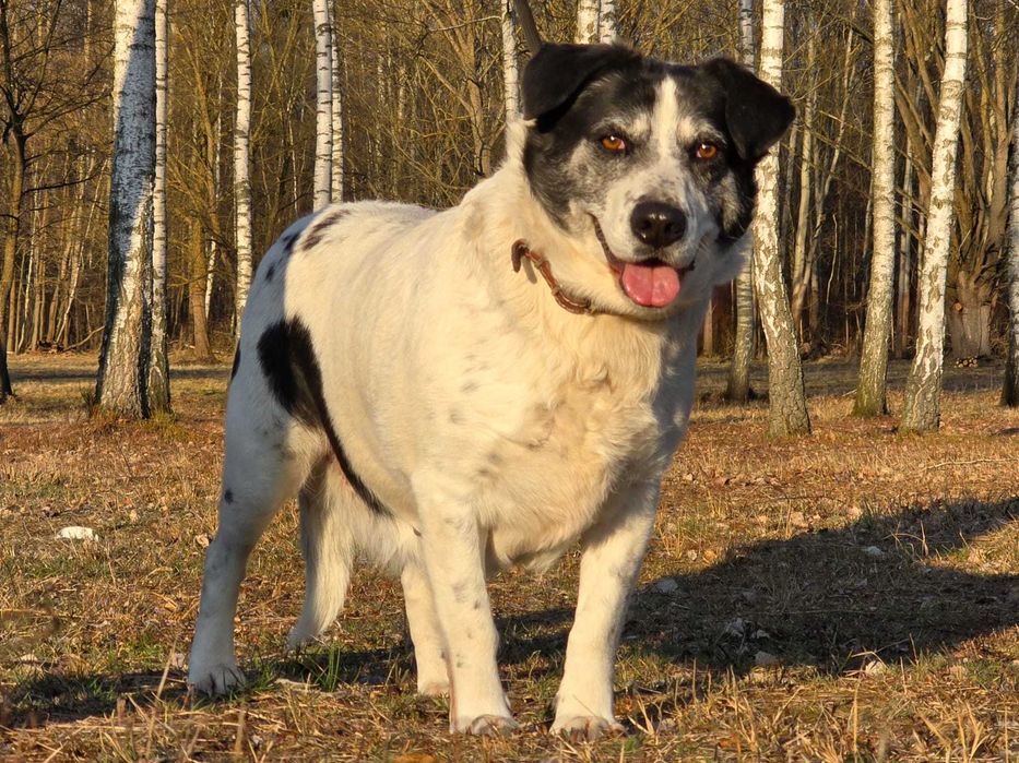 Lila - duże jest piękne