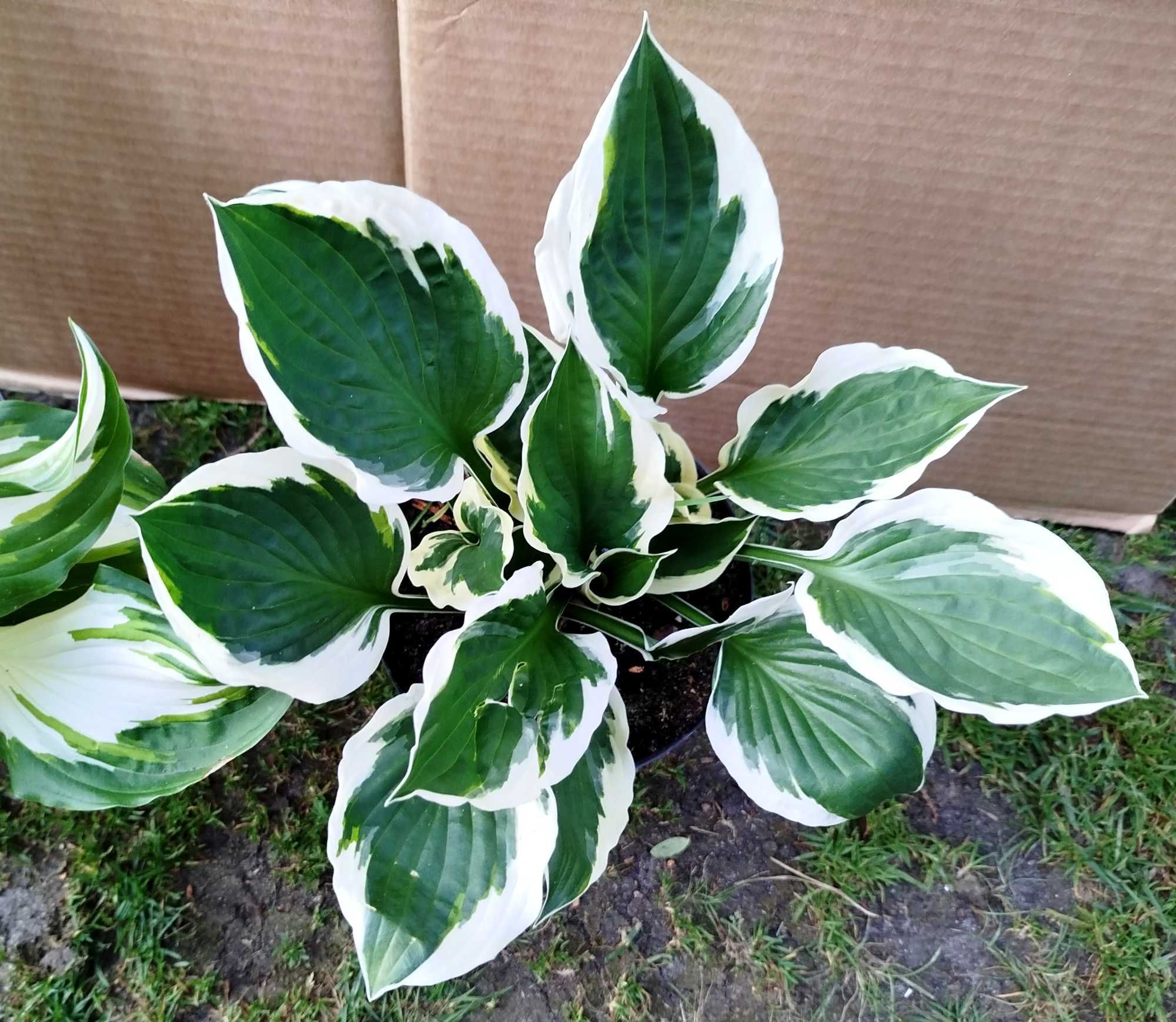 Funkia Hosta ogrodowa kilka sadzonek