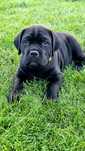 Cane Corso FCI/ZKwP po Championie – szczenięta