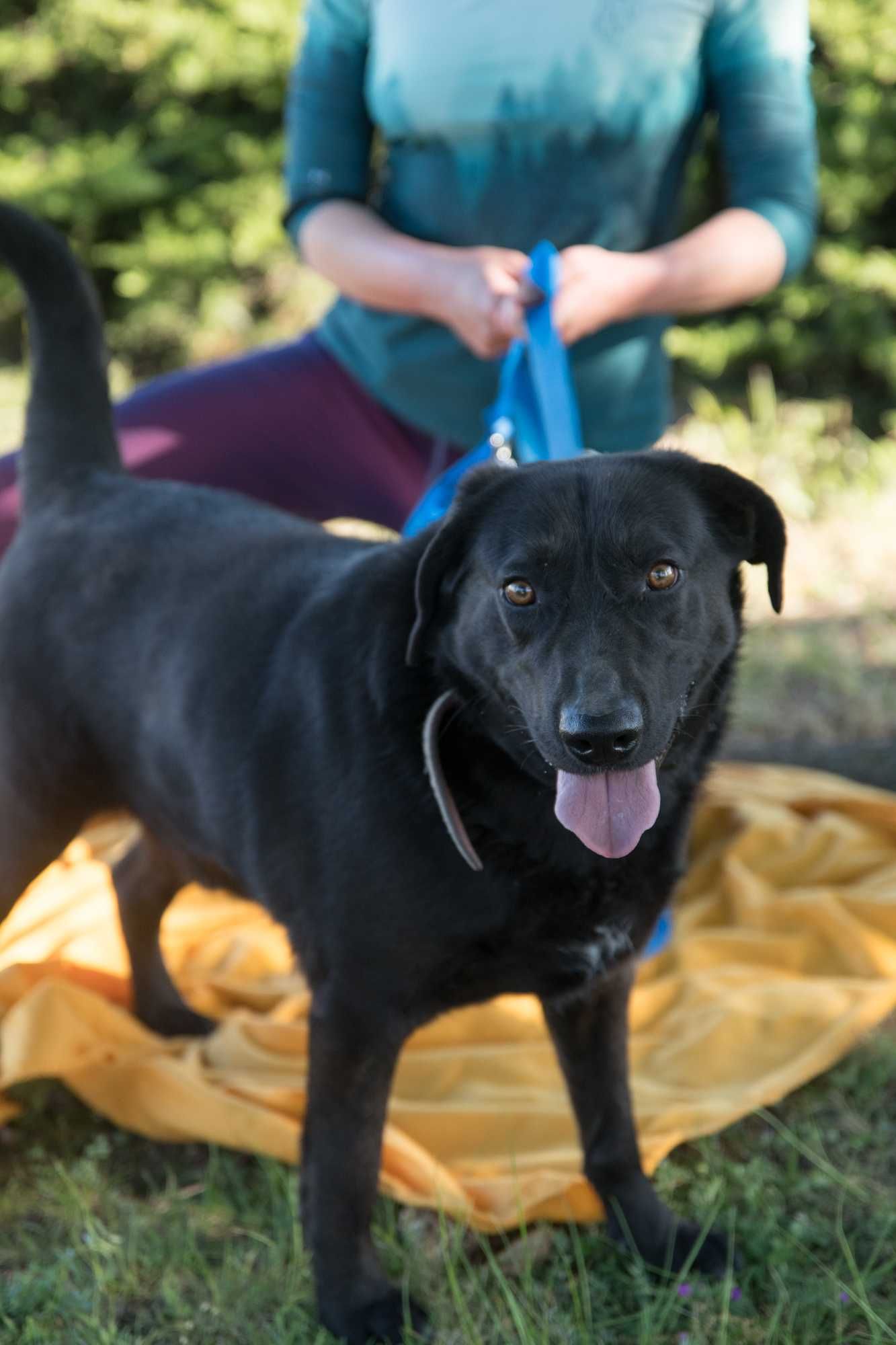 Oskar – energiczny 3-letni labrador szuka doświadczonego opiekuna