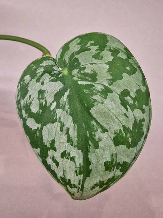 Scindapsus NOID ukorzeniona sadzonka