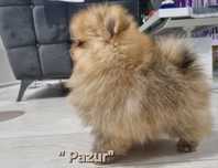 Miniaturka BILLY piesek szpic miniaturowy pomeranian Unikatowy