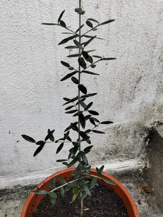 Oliveira em vaso