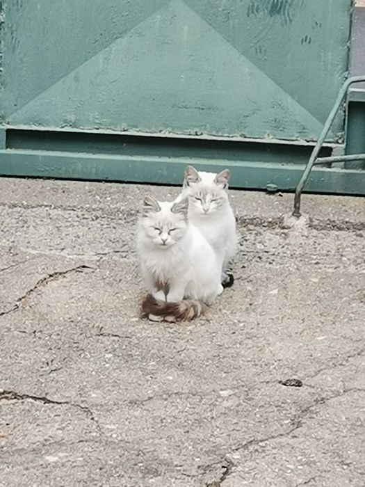 Gato para adopção