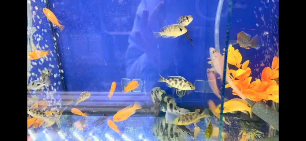 Цихлиды Малави, Танганьки, американские