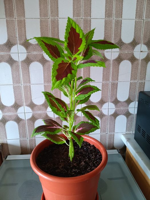 Plantas de interior  e exterior