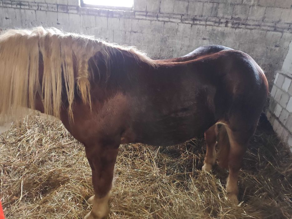 Klacz zimnokrwista typ sokólski