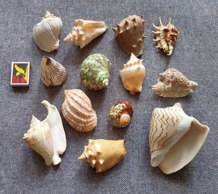 Ракушки 12 штук.