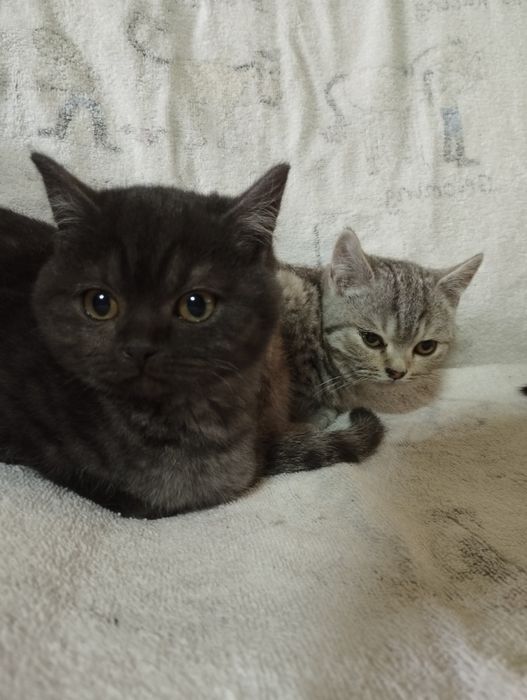 Шотландські кошенята