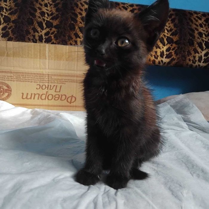 Кошеня безкоштовно