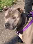 american staffordshire terrier ler descricao
