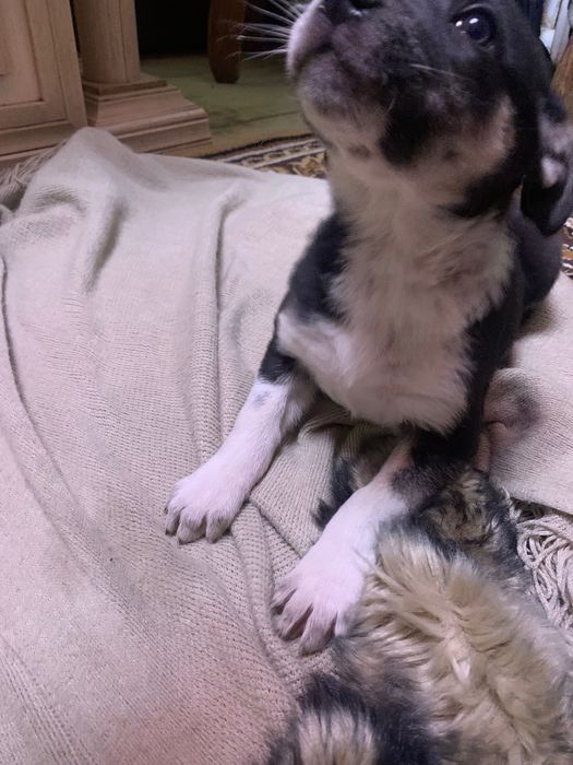 Отдам собаку в добрые руки