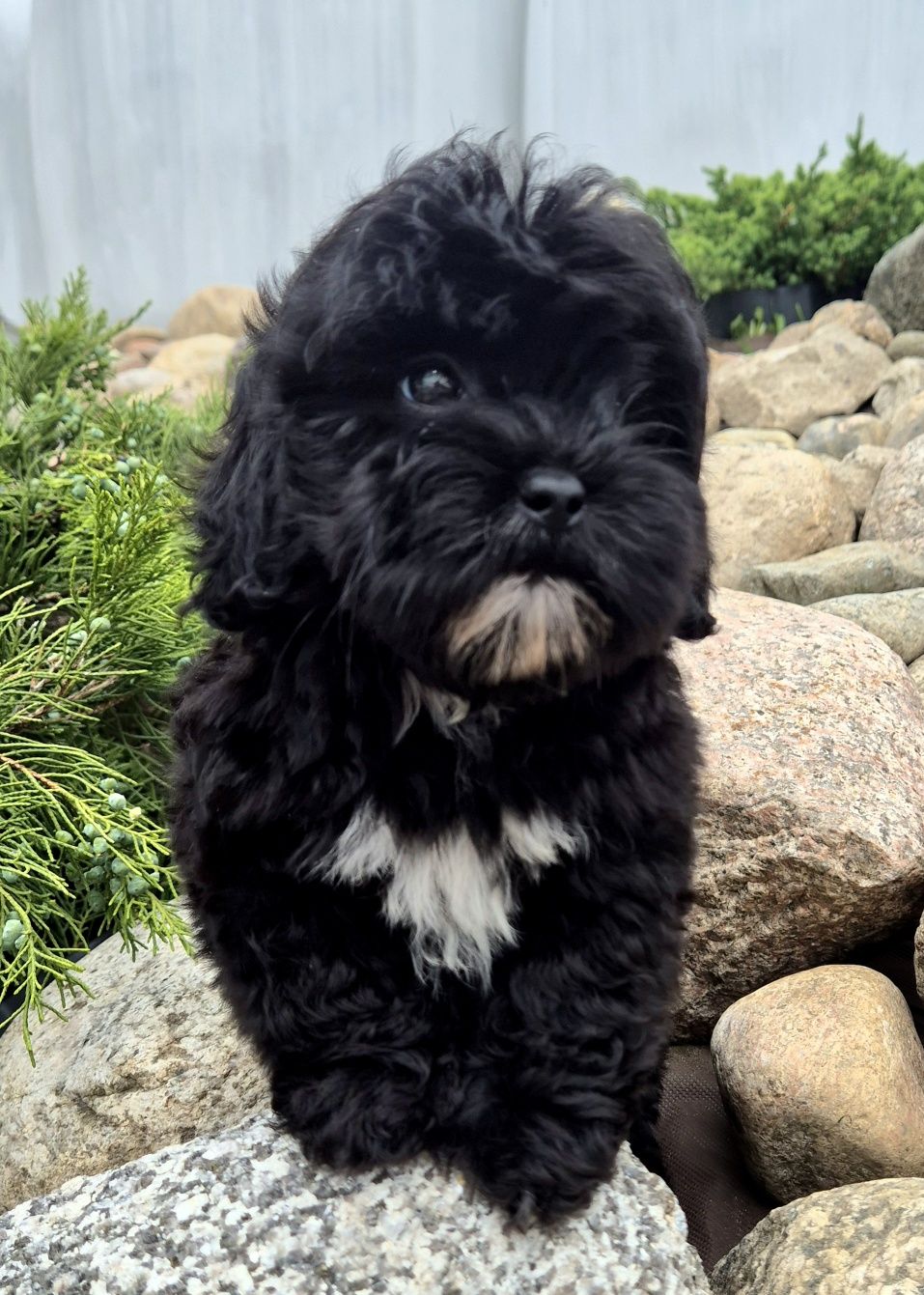 Shihpoo Sunia hybryda ras
