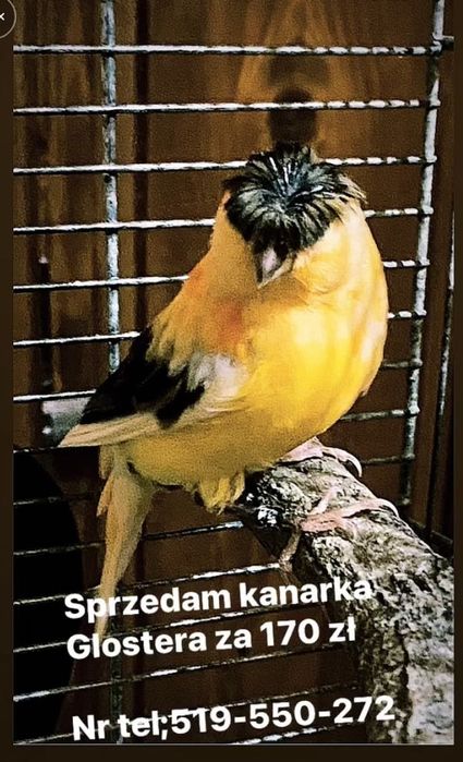 Sprzedam kanatka