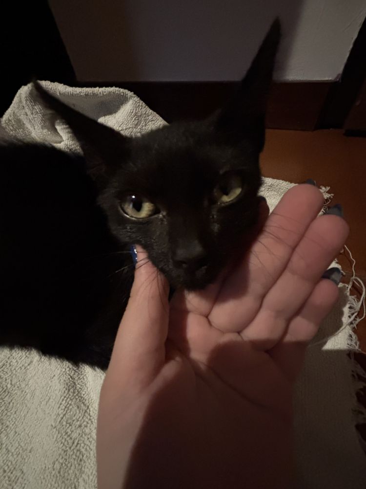 Gatinho/a carinhoso/a com menos de um aninho