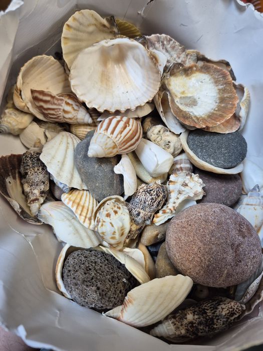 Muszelki ~1kg z Francji