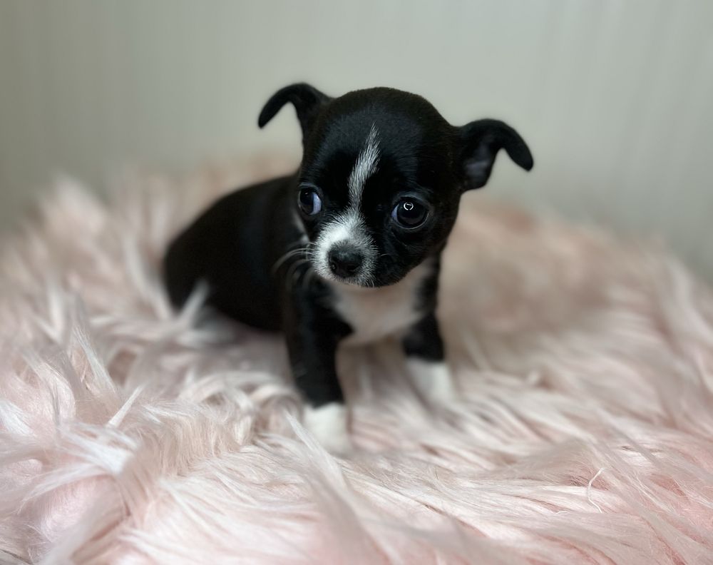 Chihuahua Femea  Pelo Curto