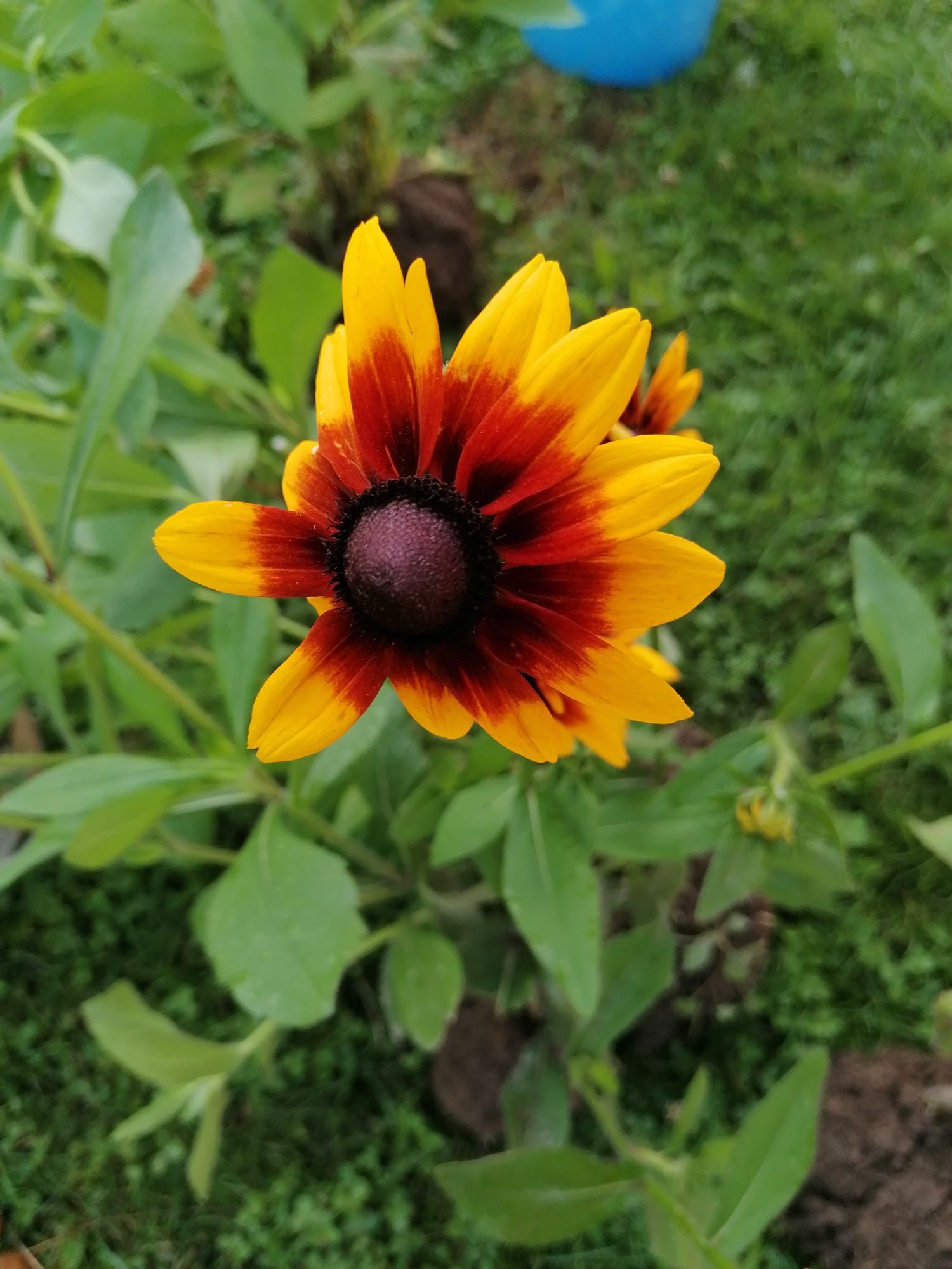 Rudbekia 3 duże sadzonki
