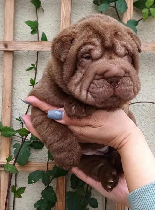 Shar Pei / sharpei com Lop
