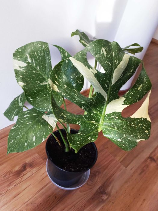 Monstera Thai Constellation