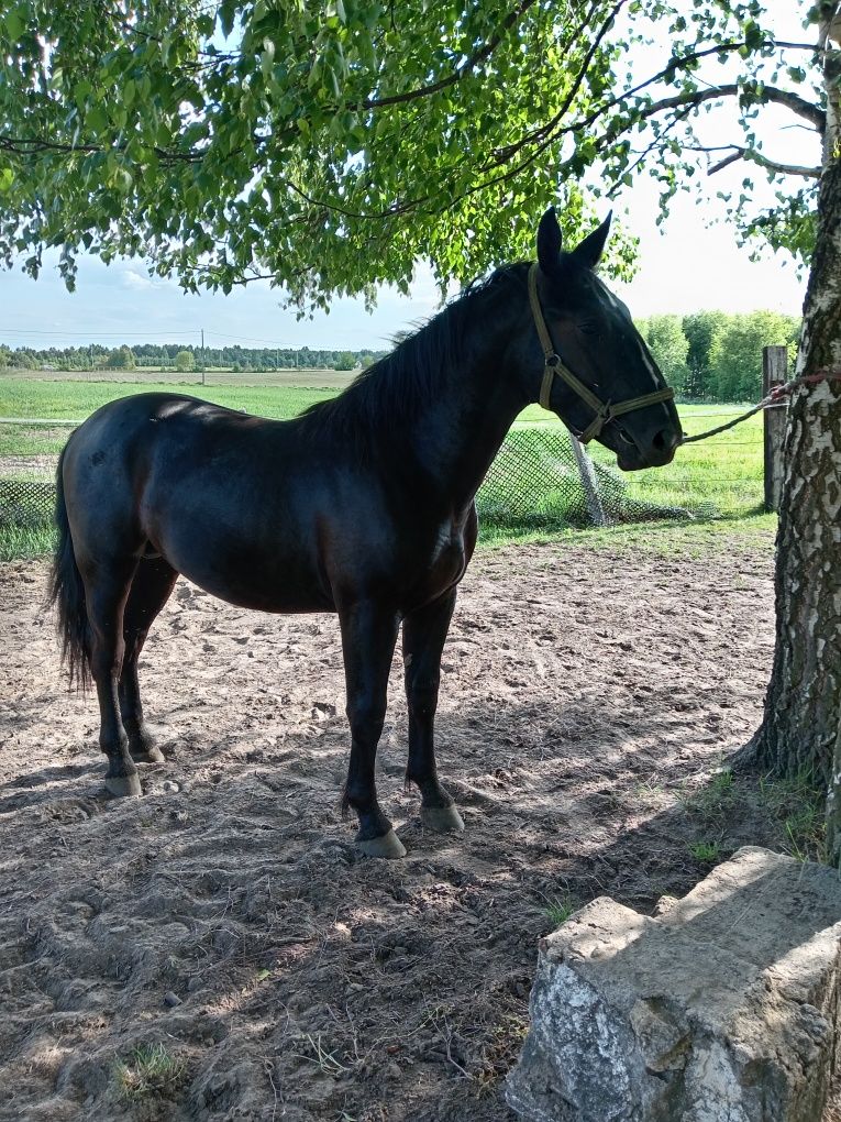 Ogier śląski zrebak sp