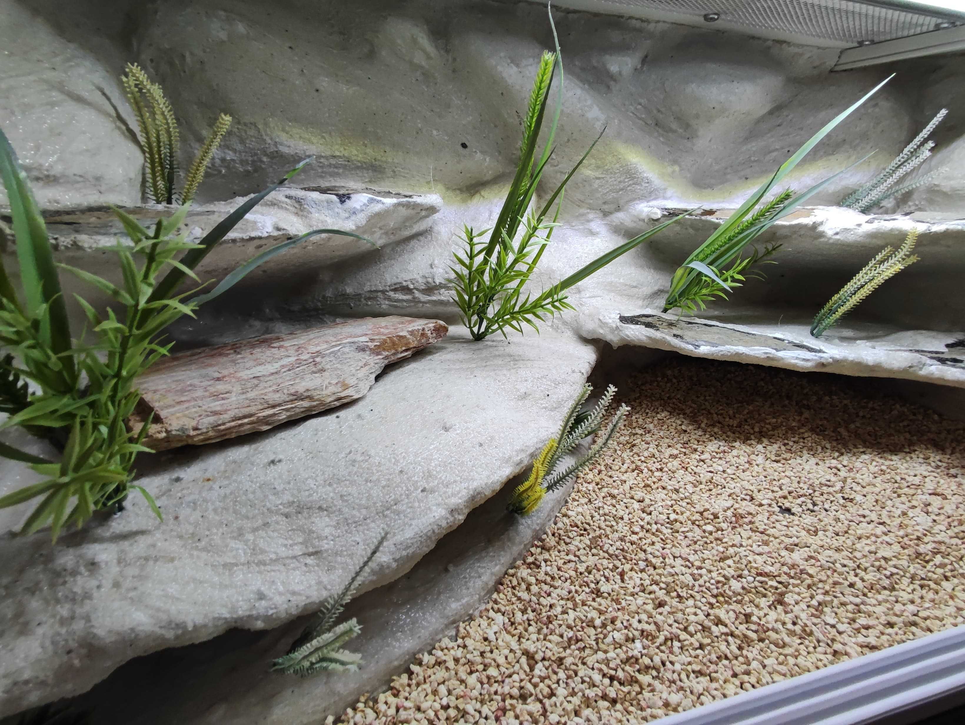 Terrarium pustynne nr743 80/40/40 dla gekonów lamparcich DOSTĘPNE