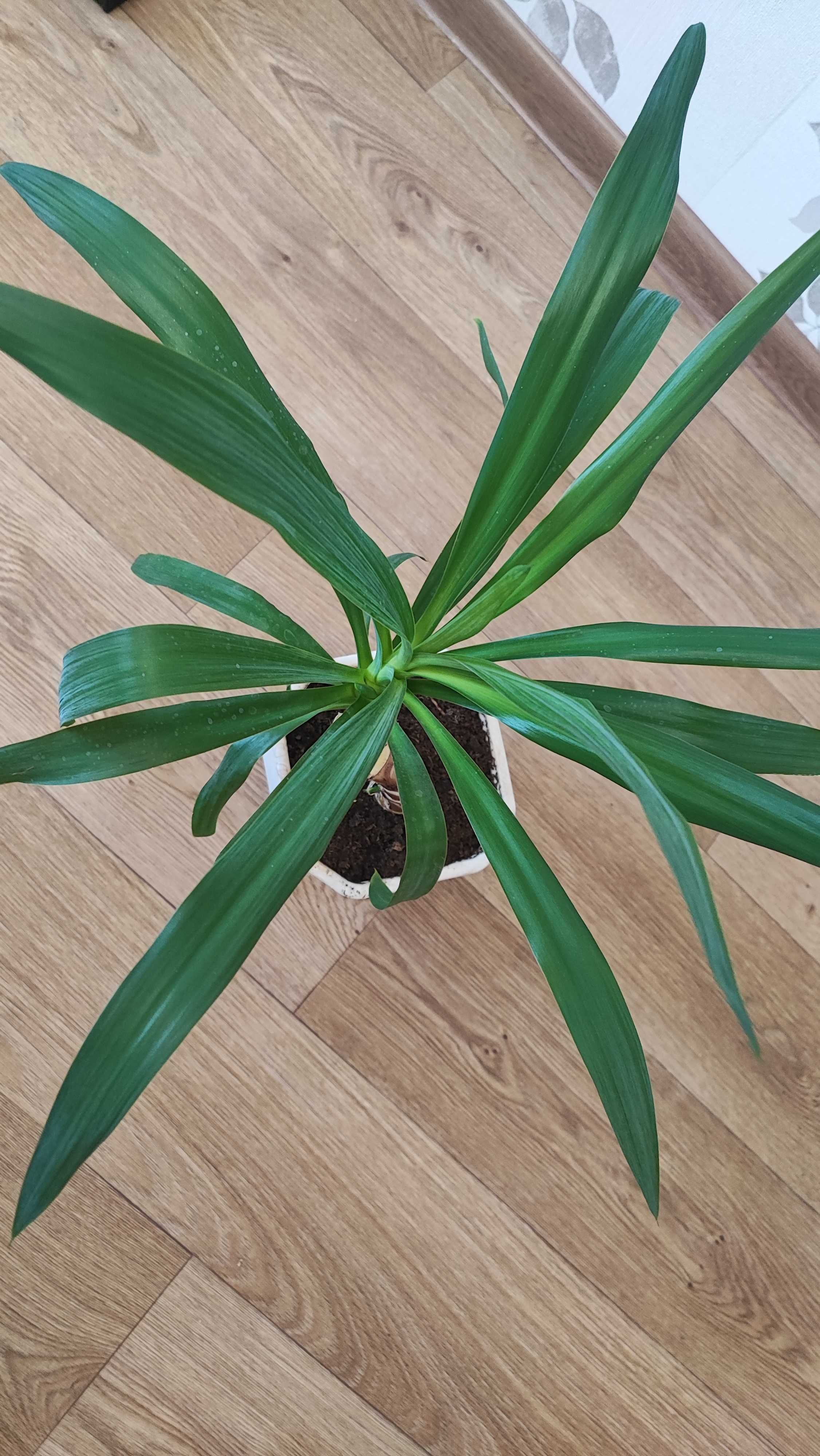 Юкка, пальма комнатное растение