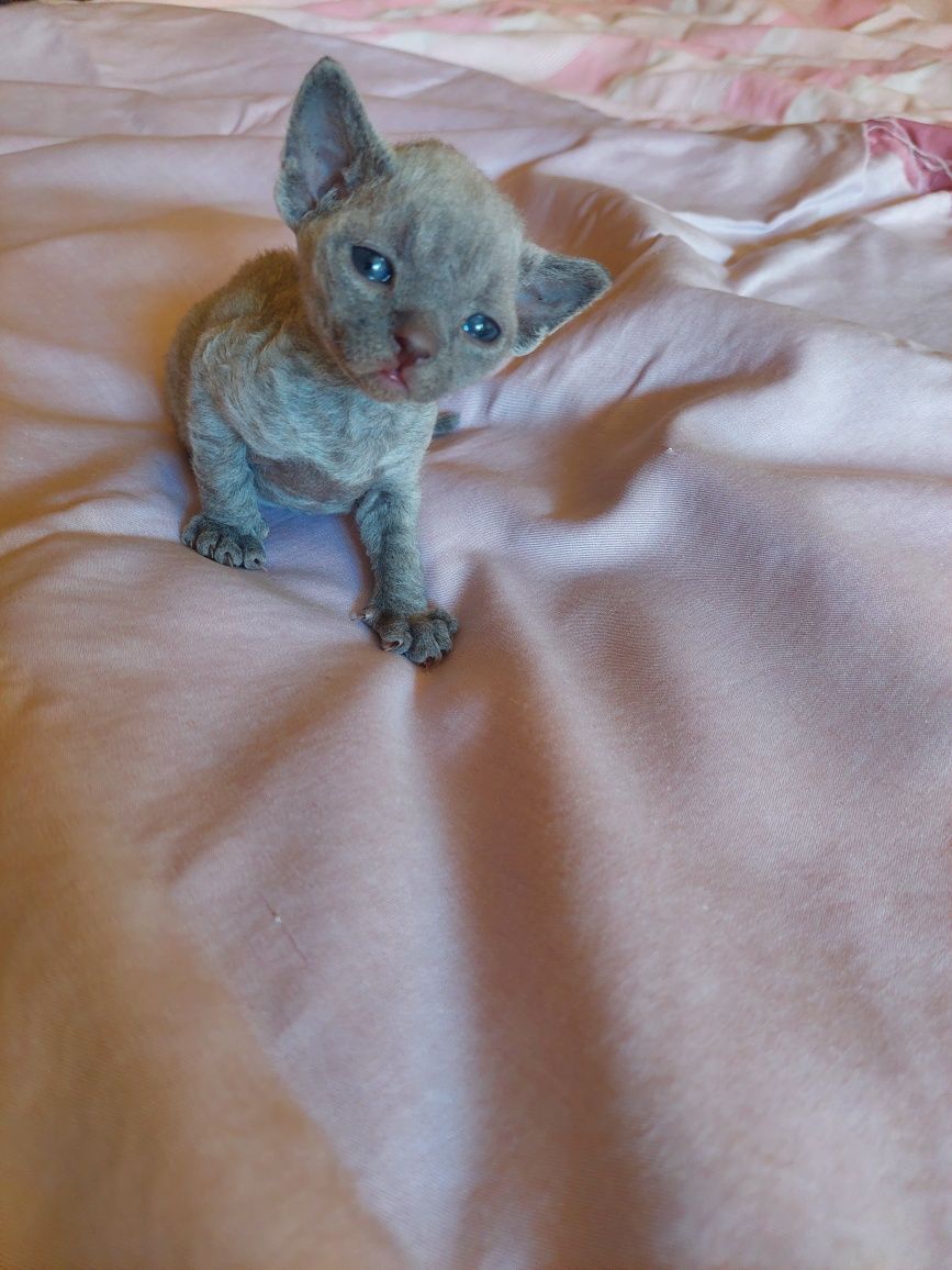 Devon Rex Blu niebieski kocurek