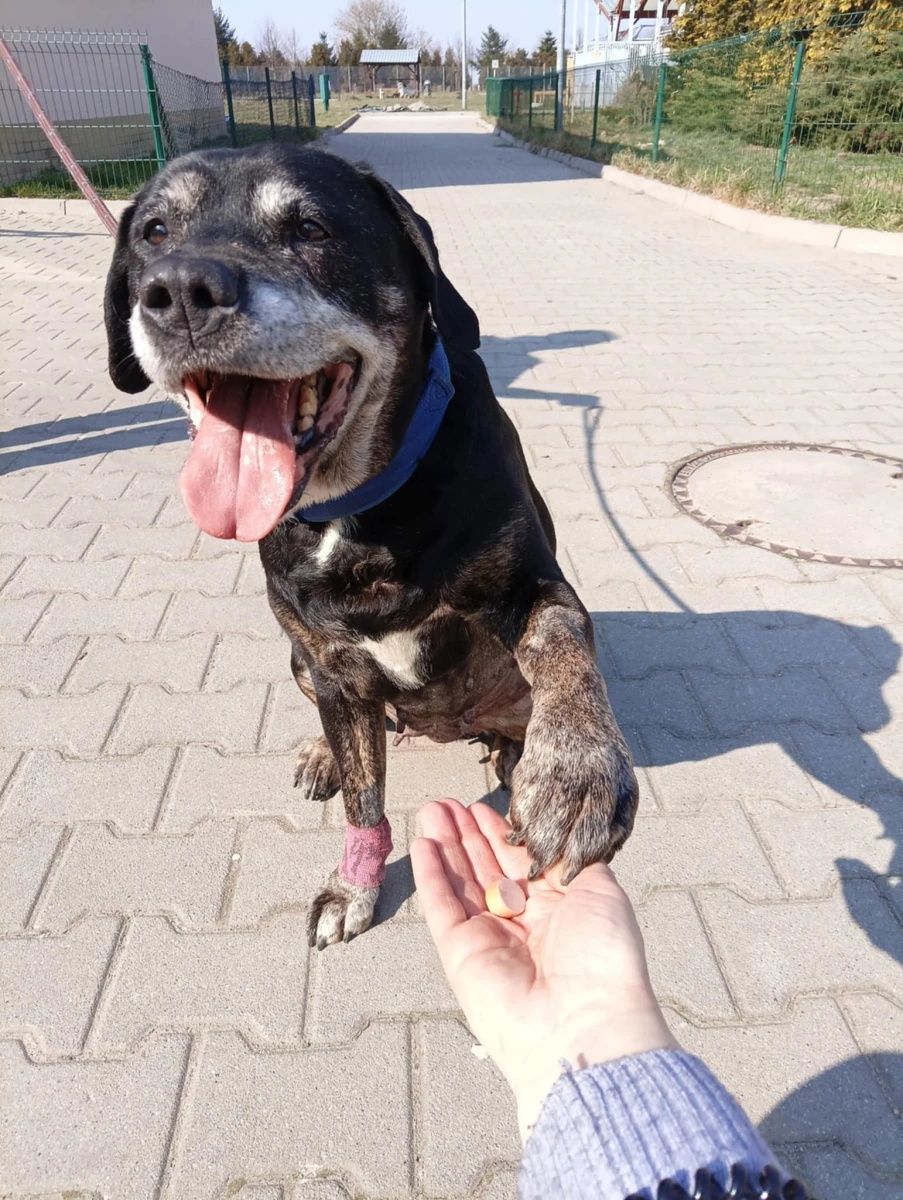 Cudowna suczka Sara mix TTB i labradora do adopcji