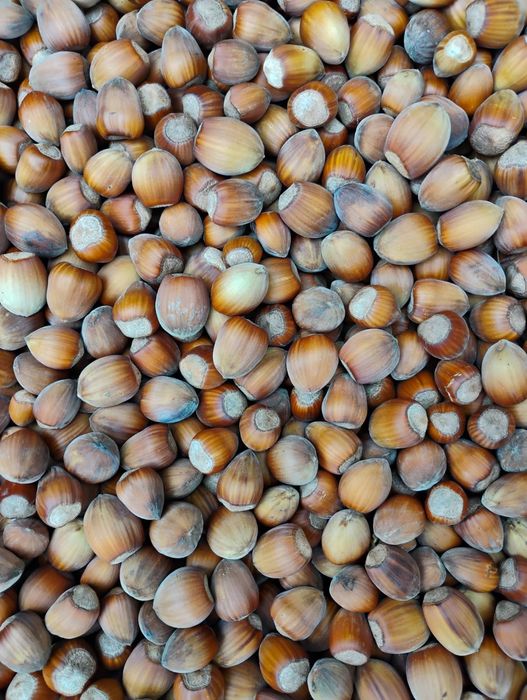 Opakowanie 5 kg - orzechy laskowe 5kg