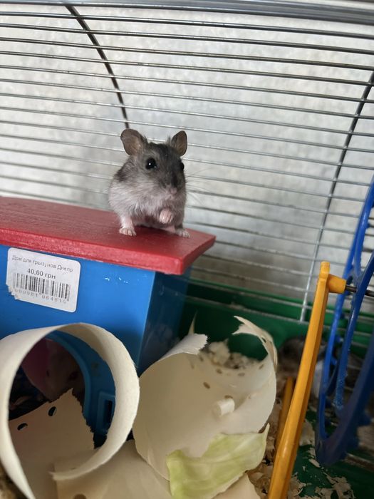 Хомячки джцнгарики