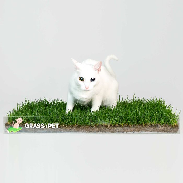 GRASS4PETS! Relva natural para os seus patudos!