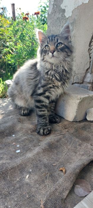 Віддамо кошенят у добрі руки