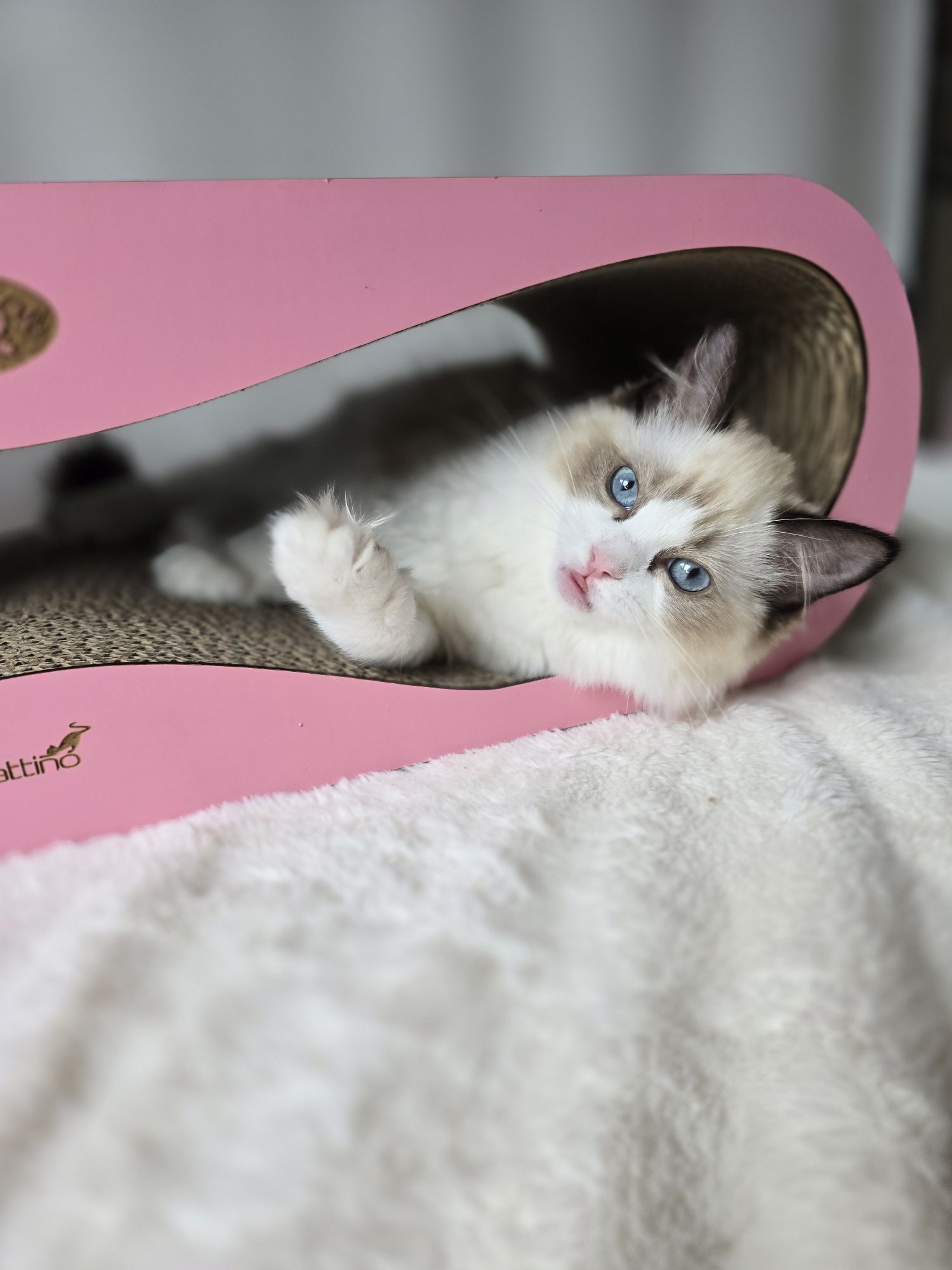 Ragdoll kotka seal bicolour